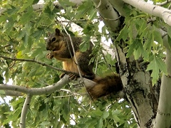 Sciurus niger