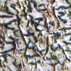 Opegrapha