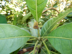 Ricania sublimata