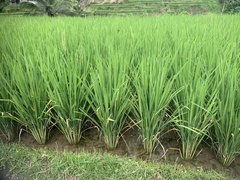 Oryza