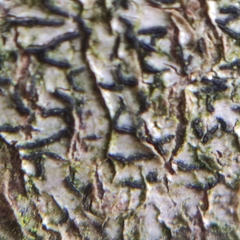 Opegrapha