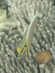 Chaetodon lunulatus