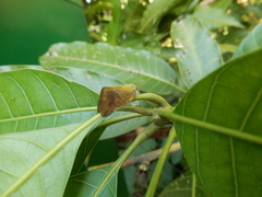 Ricania sublimata