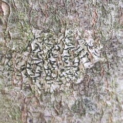 Opegrapha