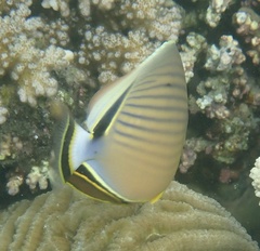 Chaetodon lunulatus