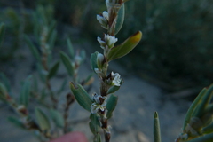 Polygonum maritimum