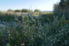 Polygonum maritimum