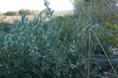 Polygonum maritimum