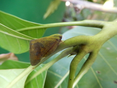 Ricania sublimata