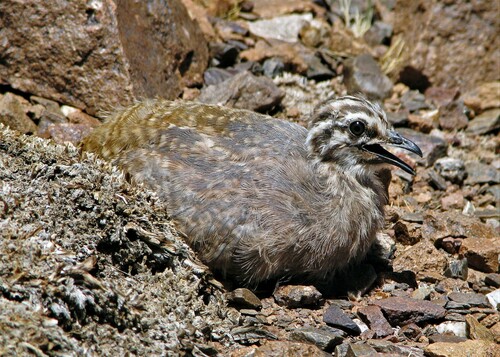 Puna Tinamou
