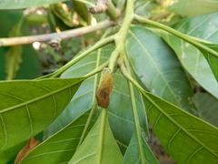 Ricania sublimata