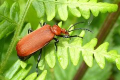Pyrochroa serraticornis