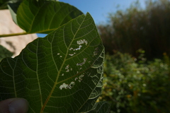 Choreutis nemorana