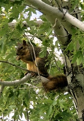 Sciurus niger