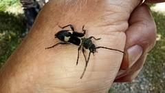 Calydon submetallicum