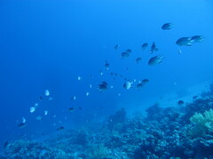 Amblyglyphidodon indicus