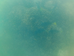 Prionurus laticlavius