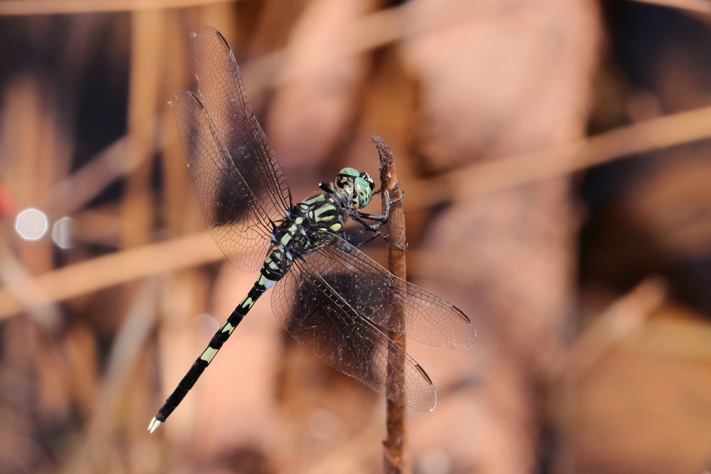 Speckled Skimmer