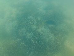 Thalassoma lucasanum