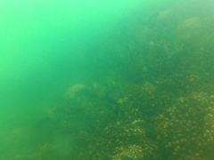 Haemulon maculicauda