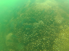 Haemulon maculicauda