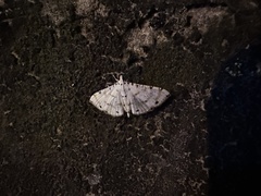 Pycnarmon