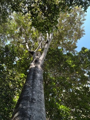 Polyscias hawaiensis