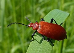 Pyrochroa serraticornis