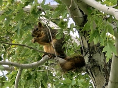 Sciurus niger