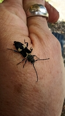 Calydon submetallicum