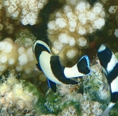 Dascyllus melanurus