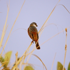Sporophila palustris