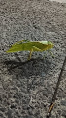 Stilpnochlora azteca