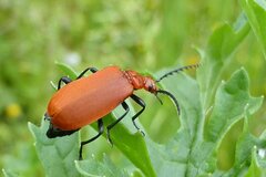 Pyrochroa serraticornis