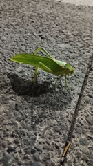 Stilpnochlora azteca