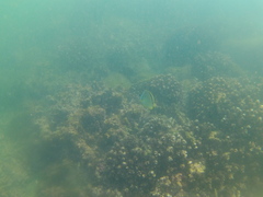 Johnrandallia nigrirostris