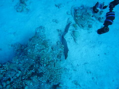 Gymnothorax javanicus