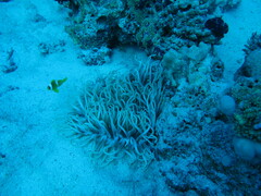 Heteractis crispa