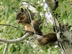Sciurus niger