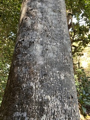 Polyscias hawaiensis