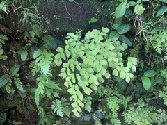 Adiantum