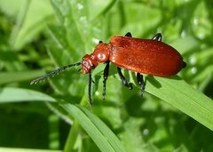 Pyrochroa serraticornis