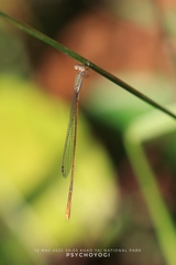 Aciagrion pallidum