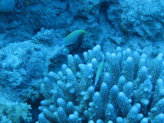 Dascyllus marginatus