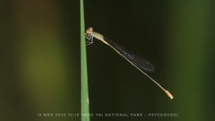 Aciagrion pallidum