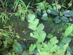 Adiantum