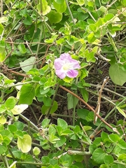 Asystasia gangetica