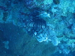 Pterois miles