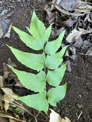 Cyrtomium caryotideum