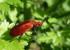 Pyrochroa serraticornis